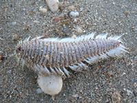 _where we find a treasure in the strand line, Chloeia sp, a strange marine worm